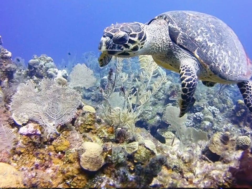 dsd-turtle