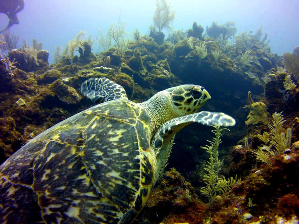 turtle-advanced-open-water