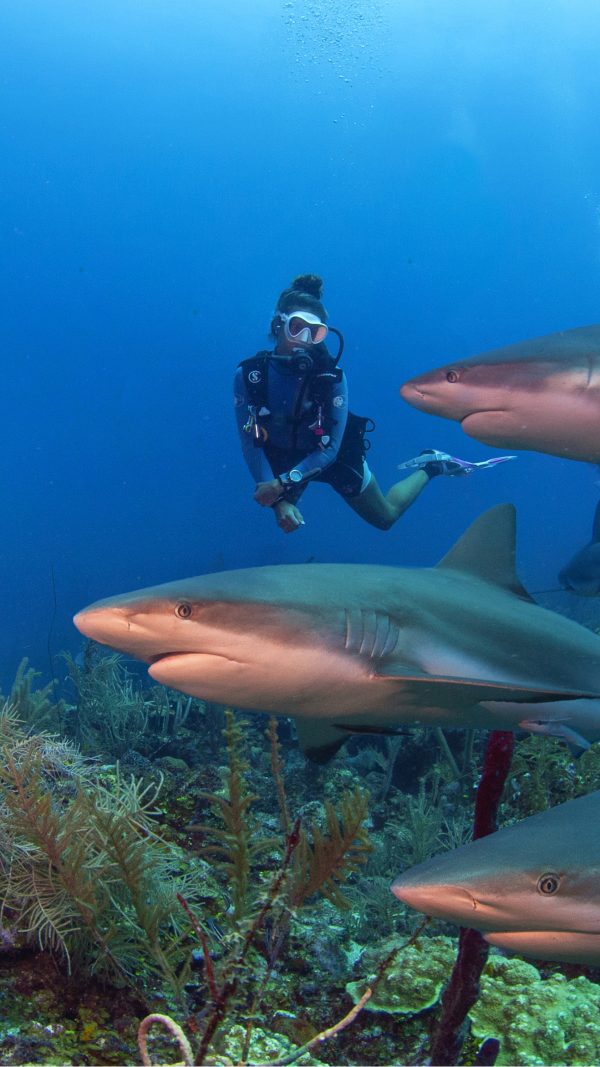 roatan shark dive